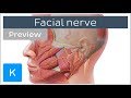 Facial nerve: branches and course (preview) - Human Neuroanatomy | Kenhub