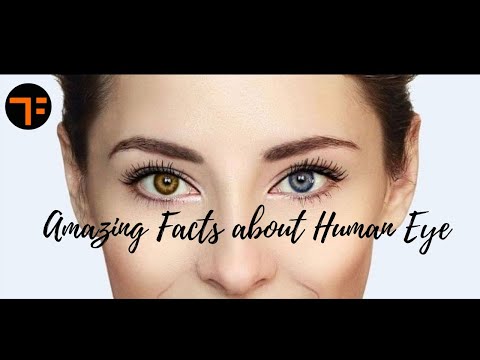 Amazing facts about human eyes | Eyeball | Optic Nerve | FacTime