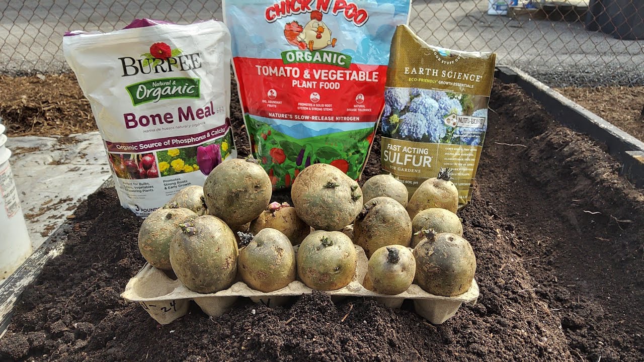 Planting Yukon Gold Seed Potatoes 3/24/24