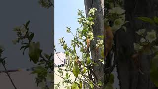Mana terrace garden lo Rare Plants #rose #mirracle #flower #summerspecial #plants #youtubeshorts