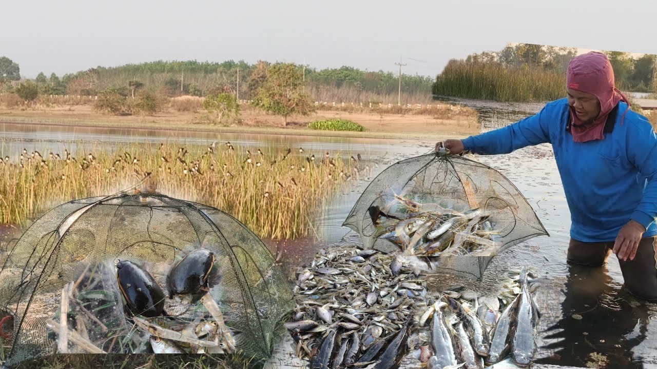 ลงบึงยามตุ้มมุ้งใส่ดักกุ้งไว้ข้ามคืนหมายนี้หมานทั้งกุ้งทั้งปบาทั้งแมงตับเต่ายกแต่ละหลังได้ร้องป้าด!!