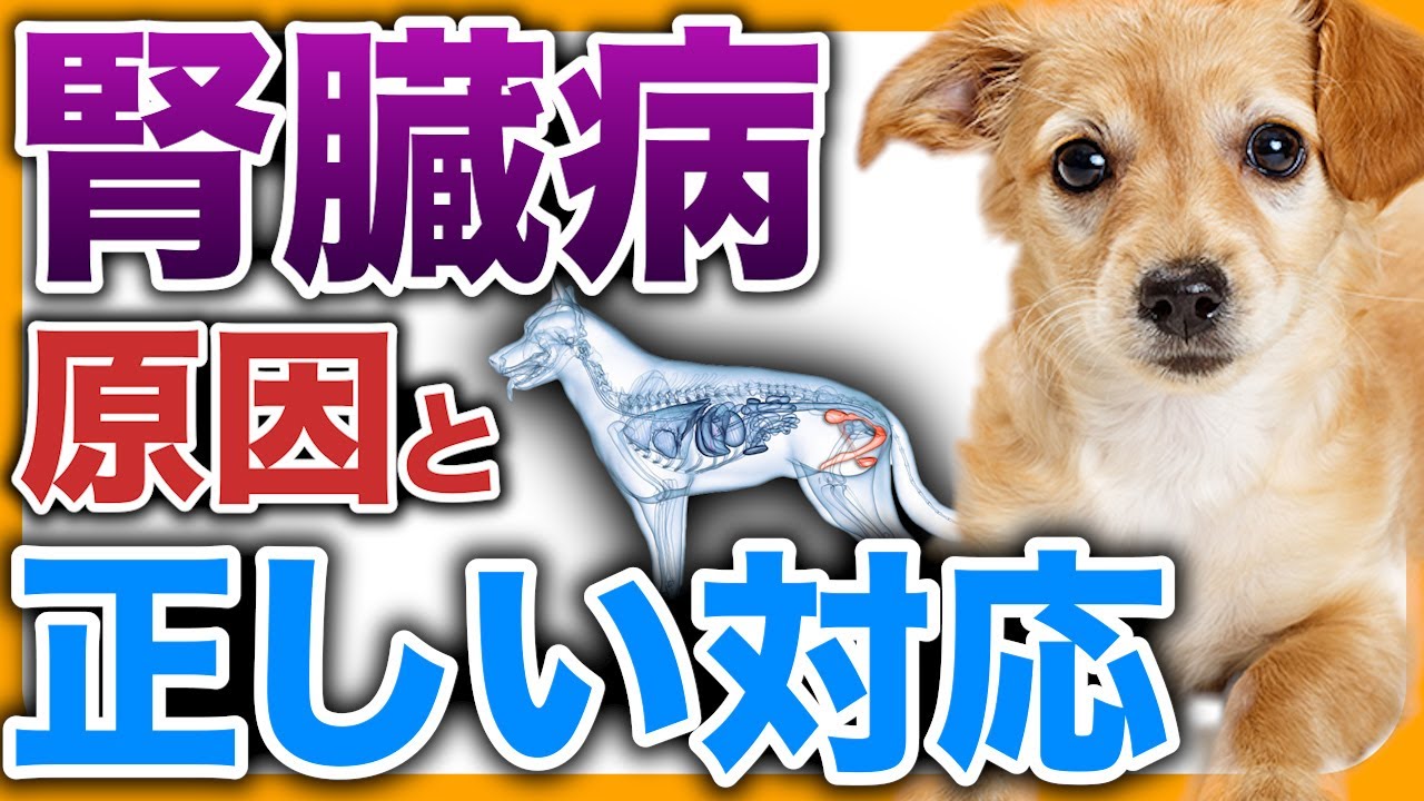 腎臓病は完治するのか！？