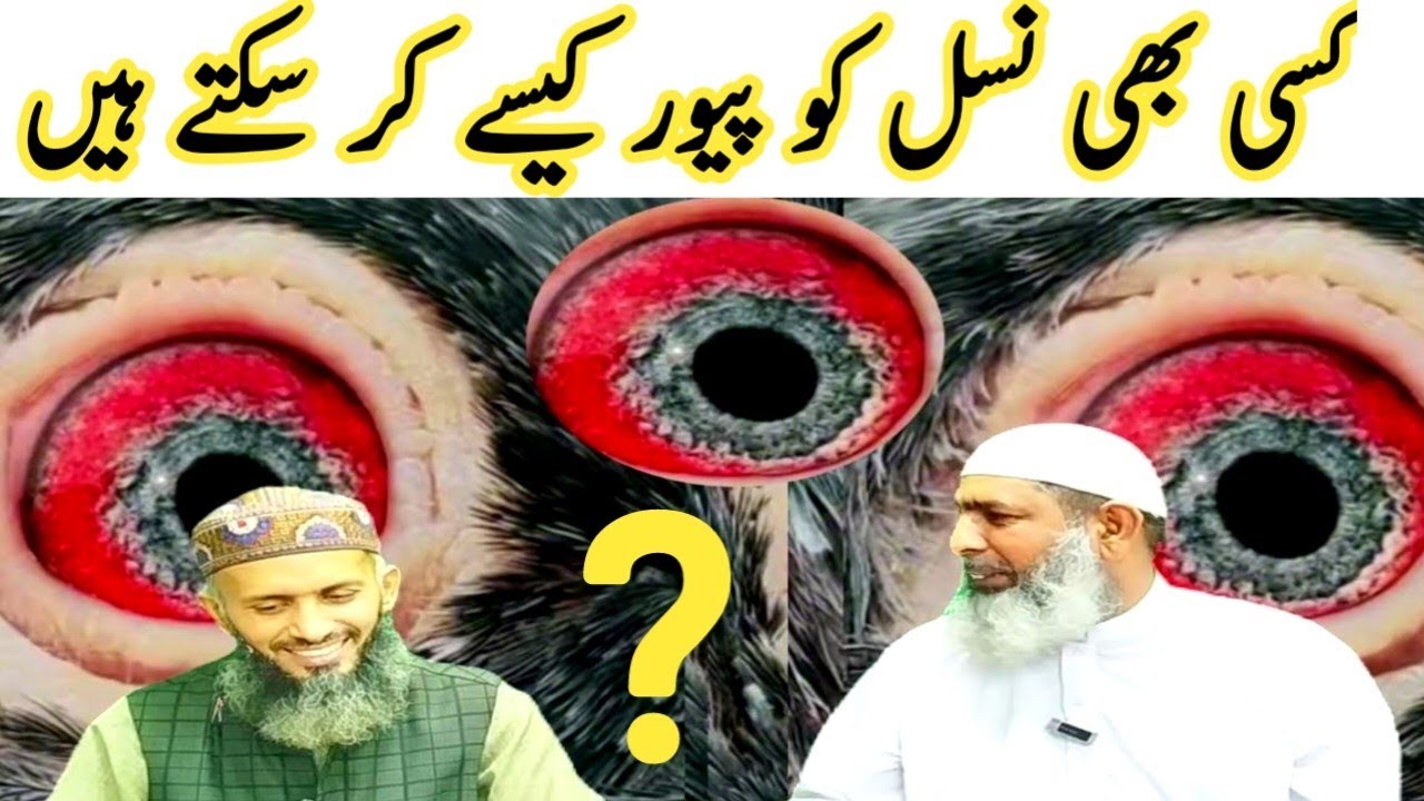 Top Secrets to Spotting Premium Pigeons! || #amjadaliofficial