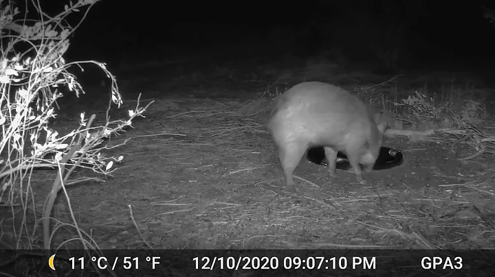 Backyard Wildlife #4: Coyotes, Javelinas, Hawk