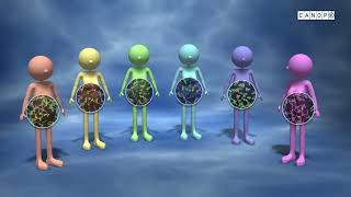 Le Microbiote Intestinal