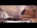 Comercial Mirronga - Comida para gatos | Santiago Ortiz