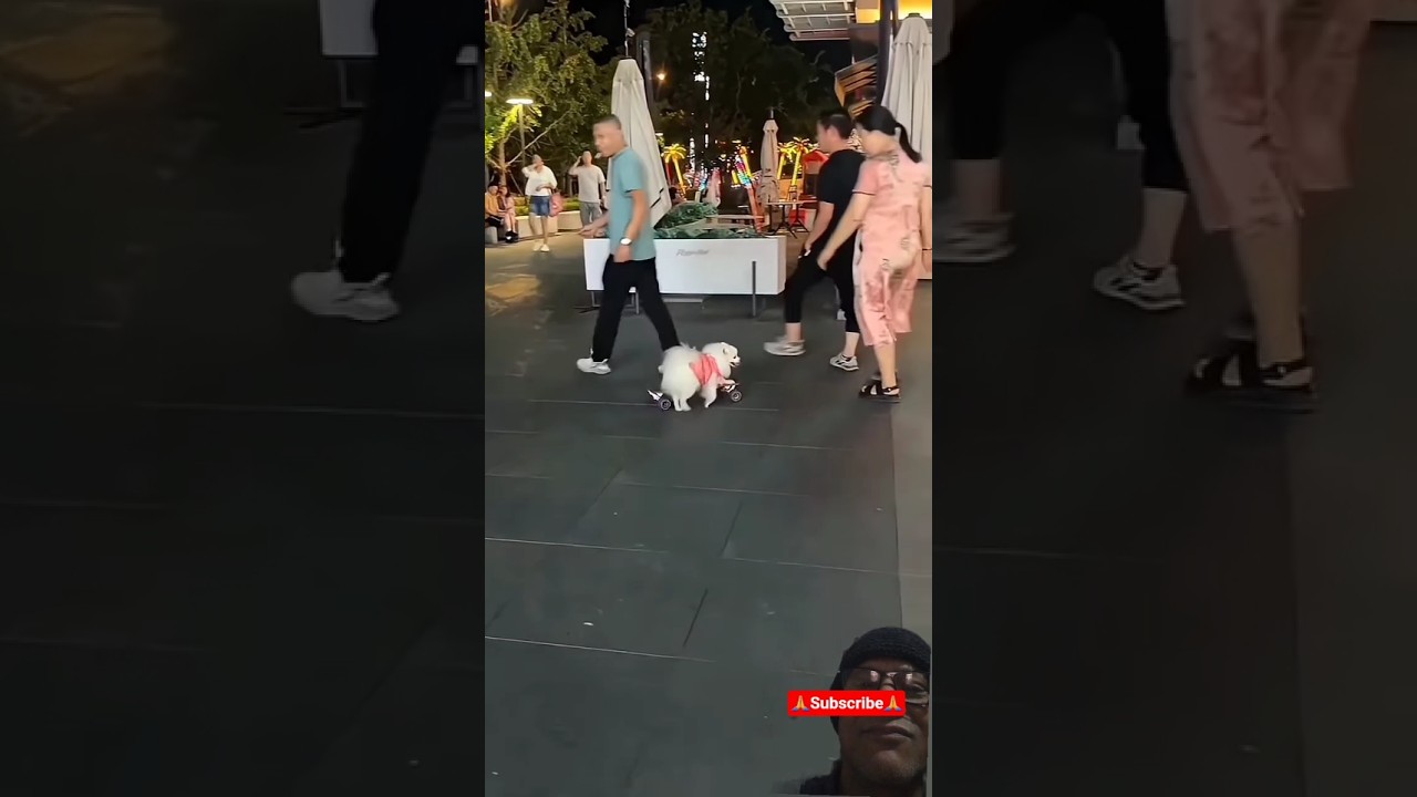 Meri Jindagi Hai Tu🐩🥰|| Cute Viral Dog Shorts🐶🤩