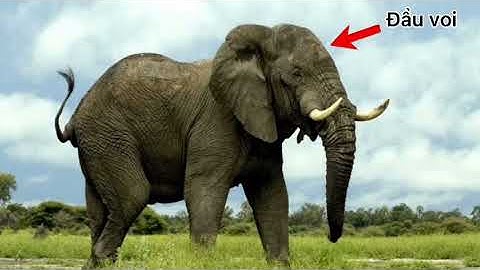 PTNT: Trò chuyện về một số con vật sống trong rừng (3-4 tuổi) (11/1)