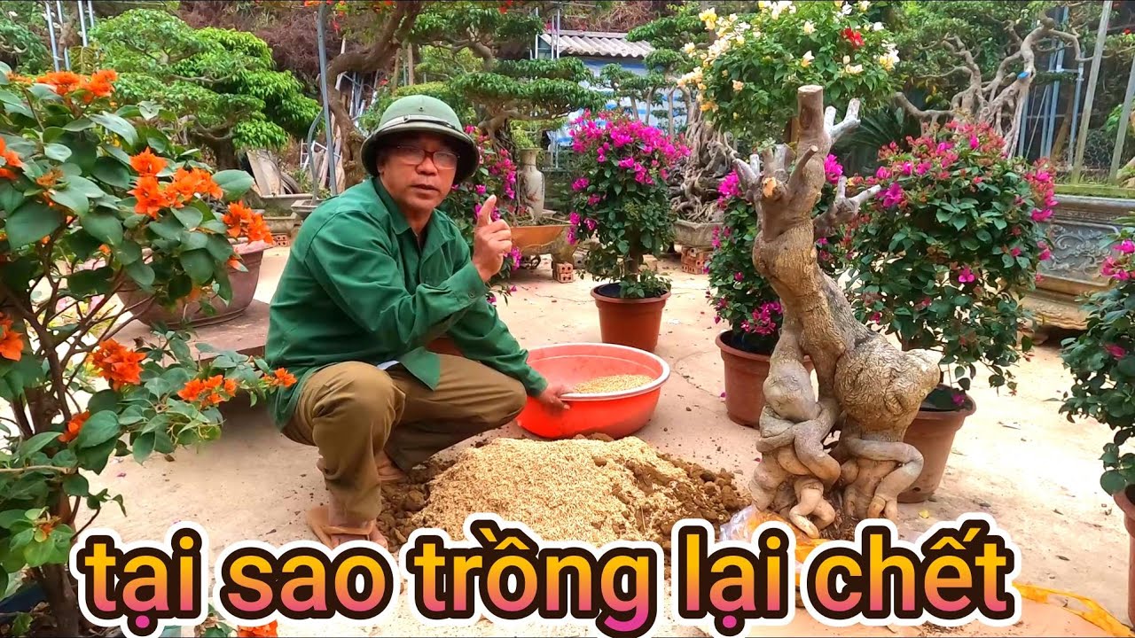 kỹ thuật trồng cây hoa giấy bonsai . không phải ai cũng biết . tại sao trồng toàn chết