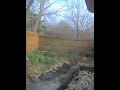 This is the most dramatic little squirrel