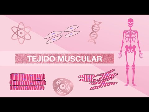 📚TEJIDO MUSCULAR | HISTOLOGÍA