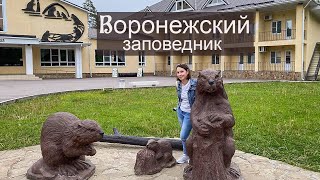 Воронежский Биосферный Заповедник. В Гостях У Бобров.