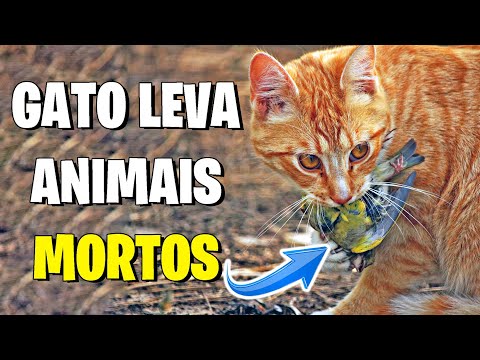 Vídeo: 10 textos hilários que seu cão enviaria se pudesse