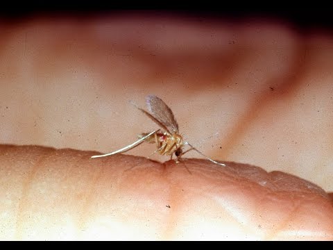 Videó: Miért Szúnyognak A Szúnyogok, Mint Mások