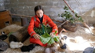 Guinea Pigs Try Home Grown Veg