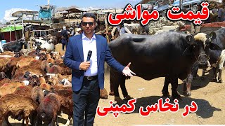 گزارش ضیا صالحی از قیمت حیوانات برای قربانی/ zia report the price of animals for sacrifice