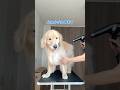 ぽわぽわゴールデン #大型犬 #ゴールデンレトリバー