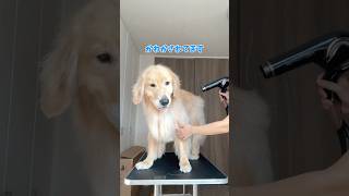 ぽわぽわゴールデン #大型犬 #ゴールデンレトリバー