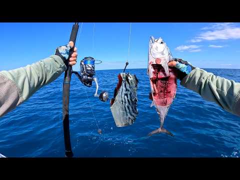 The Best Bait There Is! Bonita Chunks On the Bottom