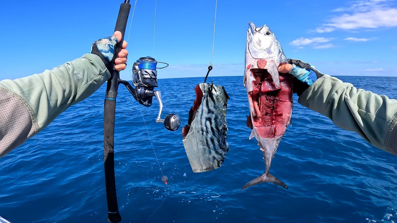 The Best Bait There Is! Bonita Chunks On the Bottom