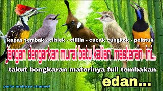 Kombinasi Masteran Murai batu Tembakan Sejalur Mudah Masuk - Materi Mewah Untuk Burung Lomba