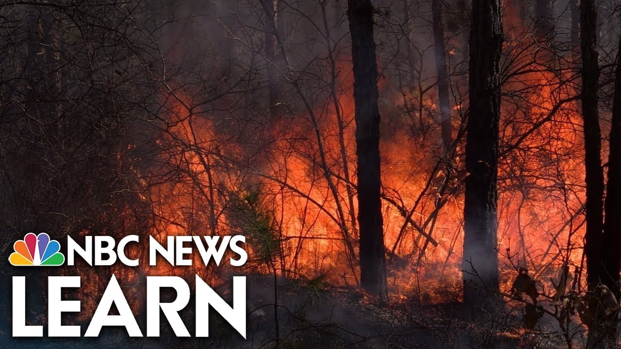 Fire Starters Prescribed Forest Burning YouTube