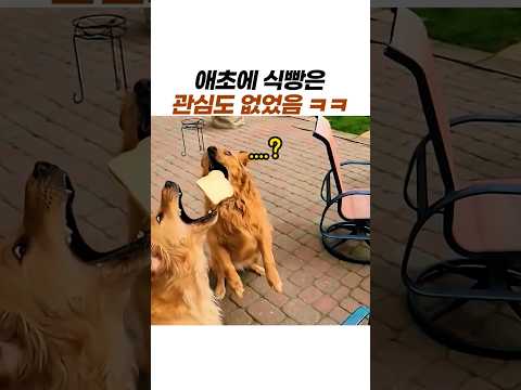 “동체시력 레전드라더니…” 날아오는 식빵의 충격적 결말