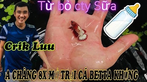 Đội ngũ vớt bobo dạo-Thái Salem đột nhập trại cá betta Crik Luu