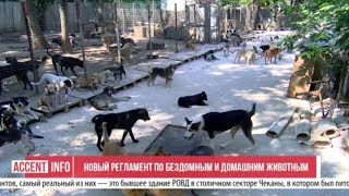 Новый регламент по бездомным и домашним животным Новый регламент по бездомным и домашним животным