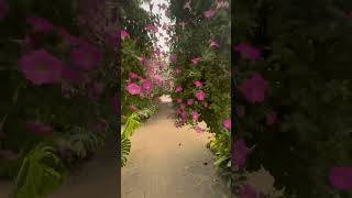 Treadmill Garden Walk in a Flower Tunnel with Bird Sounds #naturewalking