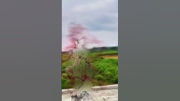 Stardust Effect In Capcut 🔥💀 | Capcut Viral Video Editing Tutorial || #shorts #capcut