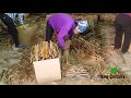 Process of packing split cinnamon at factory  phu lam golden forest