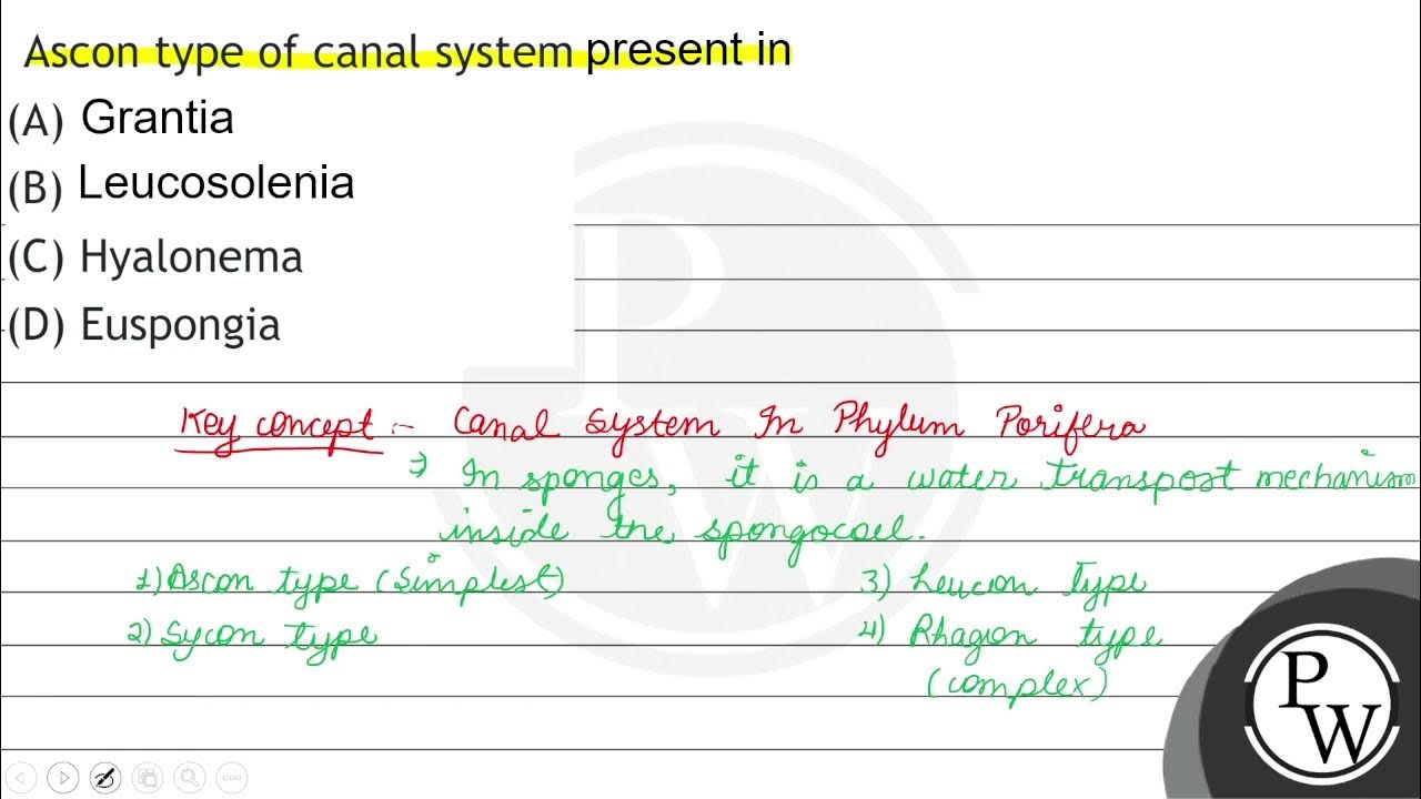 Ascon type of canal system (A) Grantiia (B) Lencosolenia (C) Hyalonema