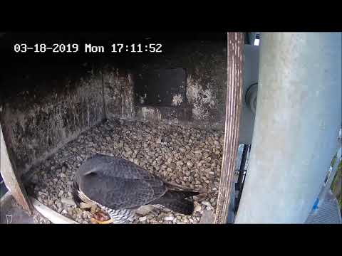 LBV Peregrine Falcon Webcam 2019 live cam preview