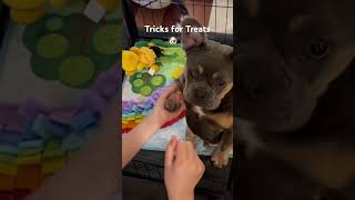 Mochi’s Tricks 7/2023 #cute #funny #shorts