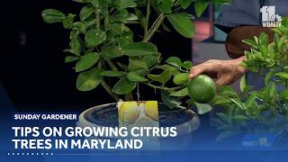 Sunday Gardener: Growing lemons and Mediterranean citrus in Maryland