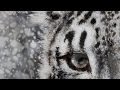 Ирбис, трейлер будущего фильма Snow Leopard (Uncia uncia)