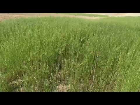 خليط علفي بين الشوفان الخرطال و الشعير