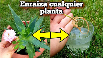 ¿Es el aloe vera una hormona de enraizamiento?