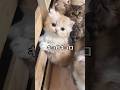 ライブ中の子猫が可愛すぎた #catshorts #cat #ミヌエット #kitten #cute #可愛い #もふもふ