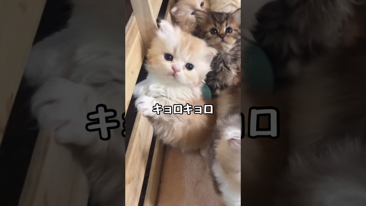 ライブ中の子猫が可愛すぎた #catshorts #cat #ミヌエット #kitten #cute #可愛い #もふもふ