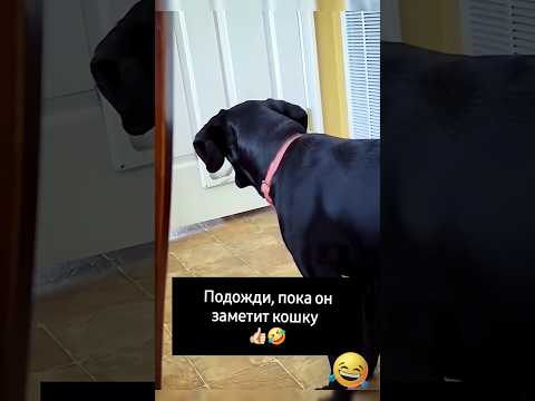 ВНИМАНИЯ🤣 #юмор #смешноевидео #смех #ржака #ржач #funny#catdog#dog#ПЕС #funnycat #смешно #catdrama