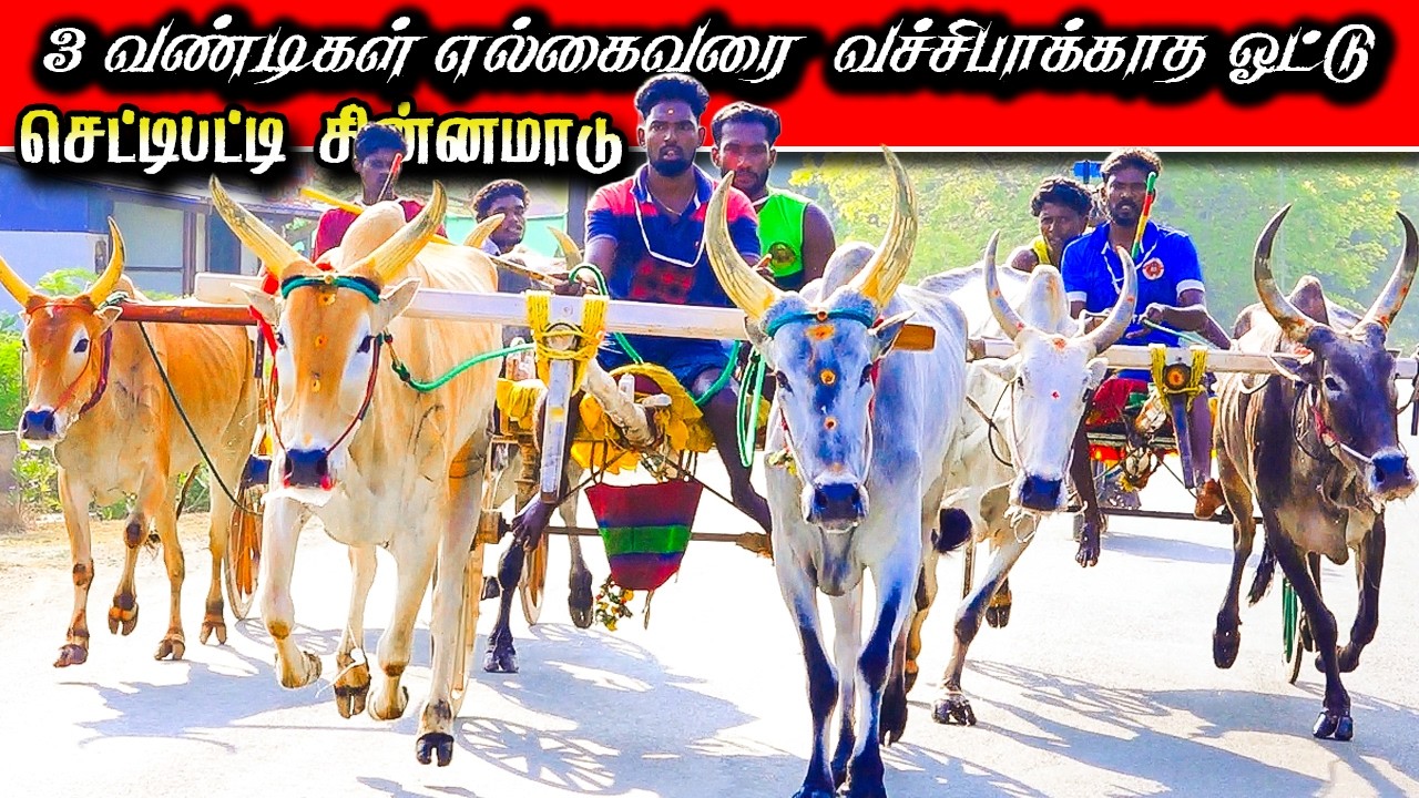 A.செட்டிபட்டி சின்னமாடு பந்தயம் #krish_studio_kattumavadi