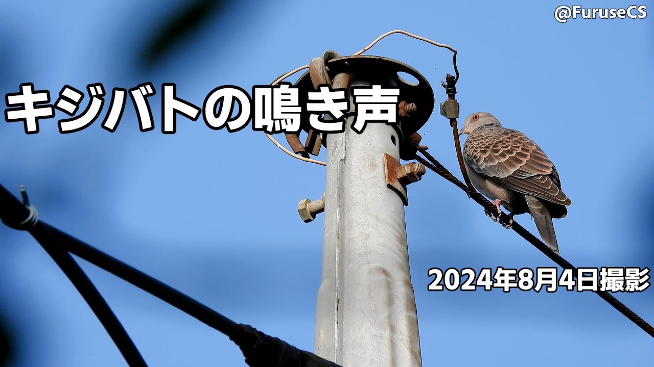 キジバド 身近な鳩｜翆野 大地｜note