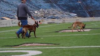 Akron Rubber Bowl & Military Police Dogs!!
