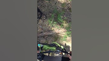 Basic Tree Climbing Techniques, ascent and descent from a very high tree!
