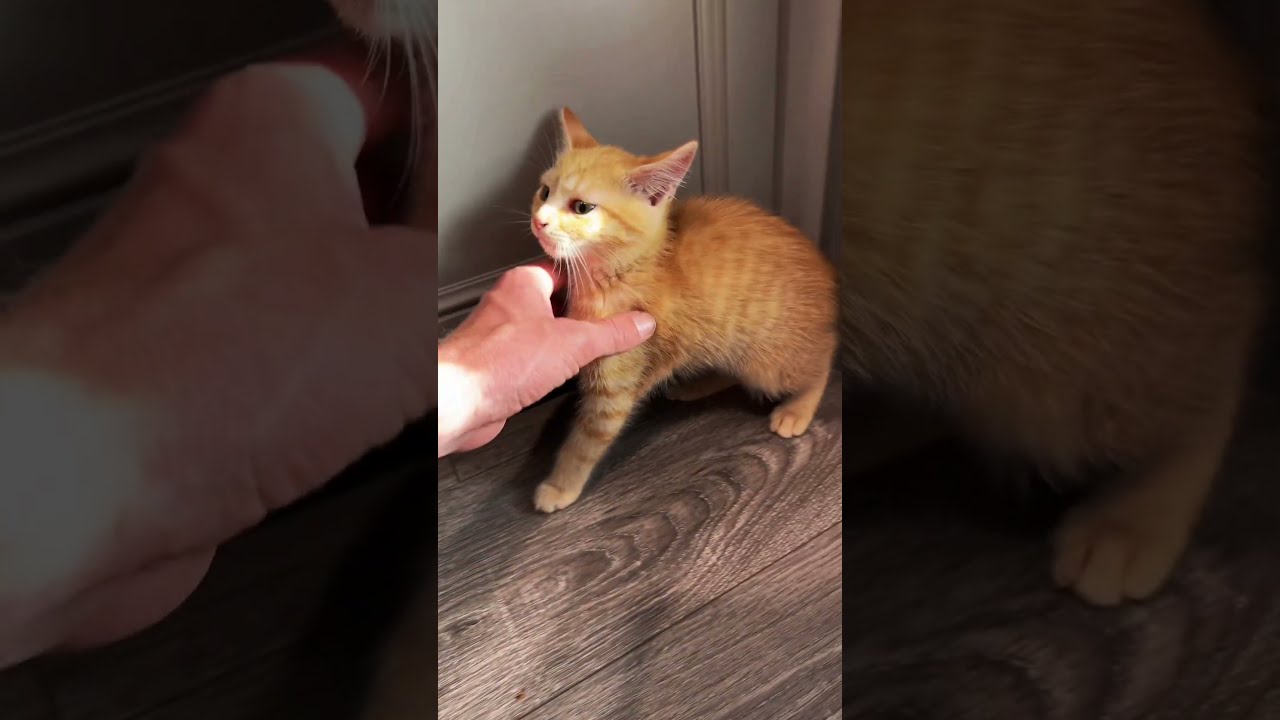Getting a cat to trust you