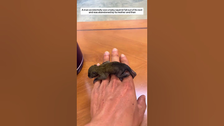 A man accidentally saw a baby squirrel fall out of its nest and then #animalshorts