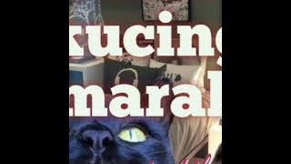 suara kucing marah pengusir tikus