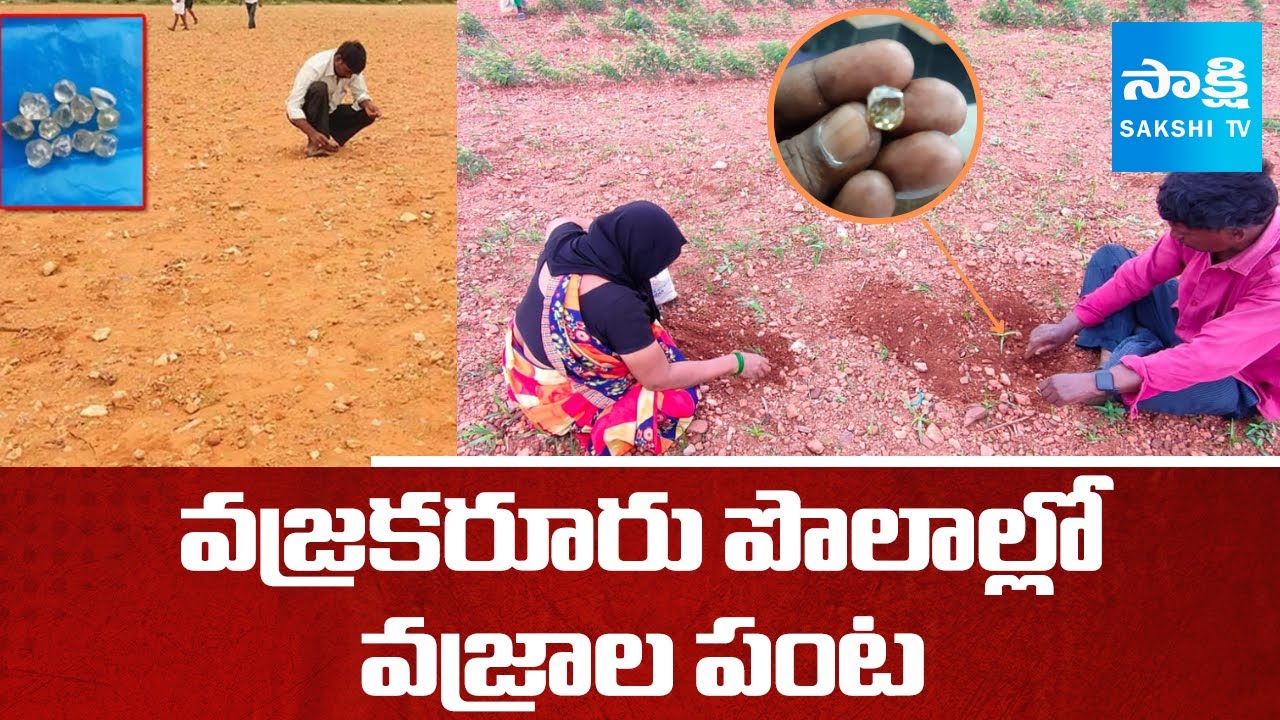 Diamonds Hunt Begins In Vajrakarur, Anantapur District | AP News | @sakshitv